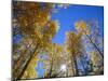 USA, Arizona, Grand Canyon National Park, Sun Bursts Through Autumn Colored Grove of Quaking Aspen-John Barger-Mounted Photographic Print