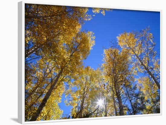 USA, Arizona, Grand Canyon National Park, Sun Bursts Through Autumn Colored Grove of Quaking Aspen-John Barger-Framed Photographic Print