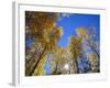 USA, Arizona, Grand Canyon National Park, Sun Bursts Through Autumn Colored Grove of Quaking Aspen-John Barger-Framed Photographic Print