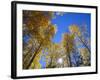 USA, Arizona, Grand Canyon National Park, Sun Bursts Through Autumn Colored Grove of Quaking Aspen-John Barger-Framed Photographic Print