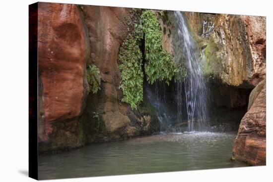 USA, Arizona, Grand Canyon National Park. View of Elves Chasm-Don Grall-Stretched Canvas