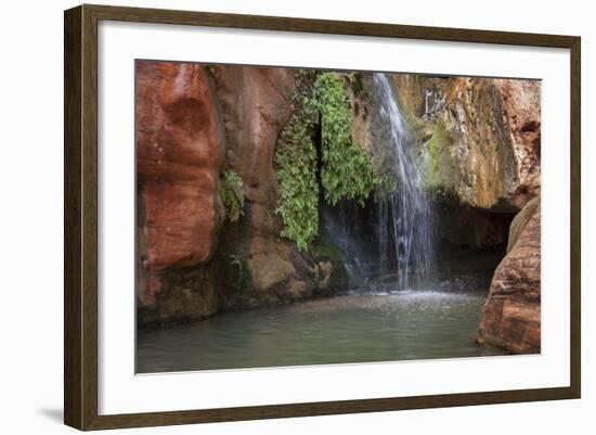 USA, Arizona, Grand Canyon National Park. View of Elves Chasm-Don Grall-Framed Photographic Print