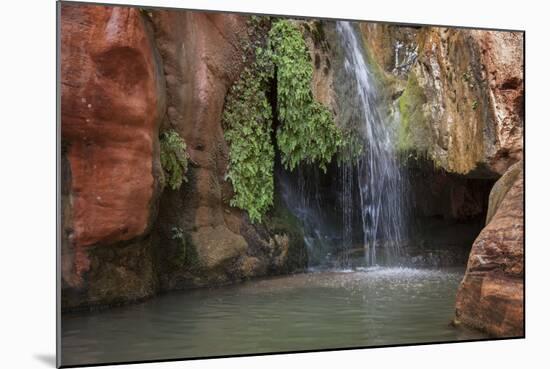 USA, Arizona, Grand Canyon National Park. View of Elves Chasm-Don Grall-Mounted Photographic Print