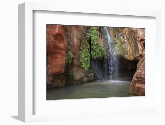 USA, Arizona, Grand Canyon National Park. View of Elves Chasm-Don Grall-Framed Photographic Print