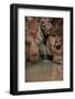 USA, Arizona, Grand Canyon National Park. Waterfall at Elves Chasm-Don Grall-Framed Photographic Print