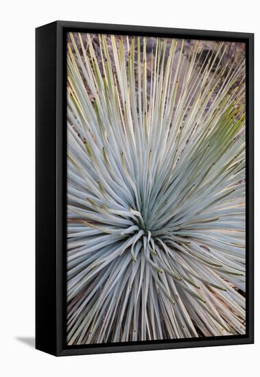 USA, Arizona, Grand Canyon NP. Close-up of Whipple's yucca plant-Don Grall-Framed Stretched Canvas