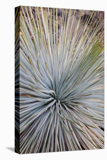 USA, Arizona, Grand Canyon NP. Close-up of Whipple's yucca plant-Don Grall-Stretched Canvas