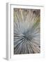 USA, Arizona, Grand Canyon NP. Close-up of Whipple's yucca plant-Don Grall-Framed Photographic Print