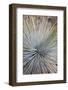 USA, Arizona, Grand Canyon NP. Close-up of Whipple's yucca plant-Don Grall-Framed Photographic Print