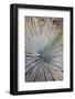 USA, Arizona, Grand Canyon NP. Close-up of Whipple's yucca plant-Don Grall-Framed Photographic Print