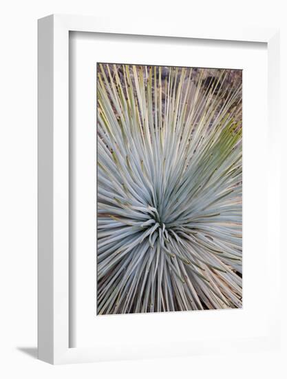 USA, Arizona, Grand Canyon NP. Close-up of Whipple's yucca plant-Don Grall-Framed Photographic Print