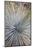 USA, Arizona, Grand Canyon NP. Close-up of Whipple's yucca plant-Don Grall-Mounted Photographic Print