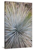 USA, Arizona, Grand Canyon NP. Close-up of Whipple's yucca plant-Don Grall-Stretched Canvas