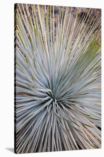 USA, Arizona, Grand Canyon NP. Close-up of Whipple's yucca plant-Don Grall-Stretched Canvas