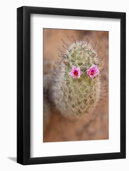 USA, Arizona, Grand Canyon NP. Fishhook cactus with two flowers-Don Grall-Framed Photographic Print