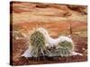 USA, Arizona, Ice Covered Cacti in Paria Canyon-Jaynes Gallery-Stretched Canvas