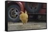 USA, Arizona, Jerome, chicken walking the streets-Kevin Oke-Framed Stretched Canvas