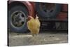 USA, Arizona, Jerome, chicken walking the streets-Kevin Oke-Stretched Canvas