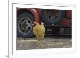 USA, Arizona, Jerome, chicken walking the streets-Kevin Oke-Framed Premium Photographic Print