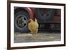 USA, Arizona, Jerome, chicken walking the streets-Kevin Oke-Framed Premium Photographic Print