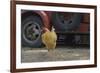 USA, Arizona, Jerome, chicken walking the streets-Kevin Oke-Framed Premium Photographic Print