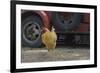 USA, Arizona, Jerome, chicken walking the streets-Kevin Oke-Framed Premium Photographic Print