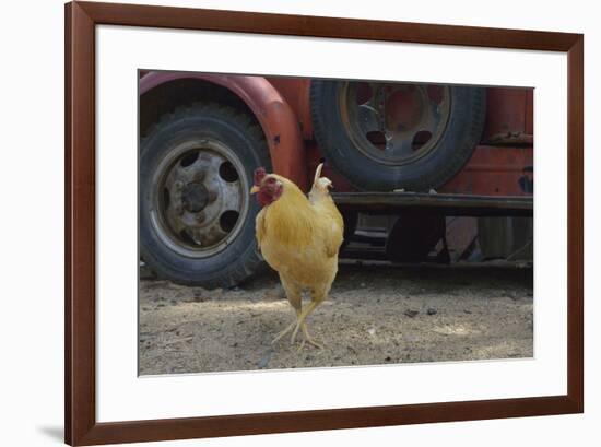 USA, Arizona, Jerome, chicken walking the streets-Kevin Oke-Framed Premium Photographic Print