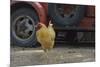 USA, Arizona, Jerome, chicken walking the streets-Kevin Oke-Mounted Premium Photographic Print