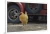 USA, Arizona, Jerome, chicken walking the streets-Kevin Oke-Framed Photographic Print