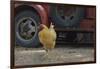 USA, Arizona, Jerome, chicken walking the streets-Kevin Oke-Framed Photographic Print