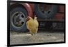 USA, Arizona, Jerome, chicken walking the streets-Kevin Oke-Framed Photographic Print