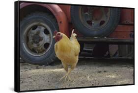 USA, Arizona, Jerome, chicken walking the streets-Kevin Oke-Framed Stretched Canvas