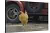 USA, Arizona, Jerome, chicken walking the streets-Kevin Oke-Stretched Canvas