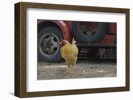 USA, Arizona, Jerome, chicken walking the streets-Kevin Oke-Framed Photographic Print