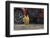 USA, Arizona, Jerome, chicken walking the streets-Kevin Oke-Framed Photographic Print