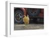 USA, Arizona, Jerome, chicken walking the streets-Kevin Oke-Framed Photographic Print