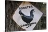 USA, Arizona, Jerome, rooster crossing sign, Gold King Mine-Kevin Oke-Stretched Canvas