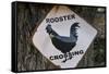 USA, Arizona, Jerome, rooster crossing sign, Gold King Mine-Kevin Oke-Framed Stretched Canvas