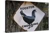 USA, Arizona, Jerome, rooster crossing sign, Gold King Mine-Kevin Oke-Stretched Canvas