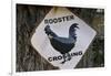 USA, Arizona, Jerome, rooster crossing sign, Gold King Mine-Kevin Oke-Framed Photographic Print