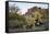 USA, Arizona. Lost Dutchman State Park, Cholla cactus and Superstition Mountains-Kevin Oke-Framed Stretched Canvas