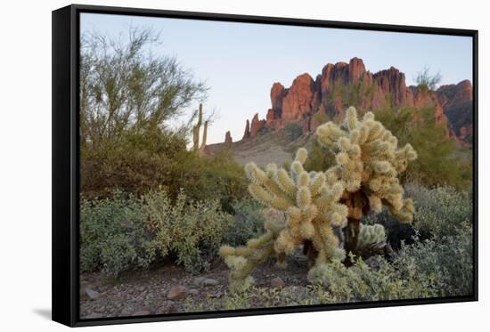 USA, Arizona. Lost Dutchman State Park, Cholla cactus and Superstition Mountains-Kevin Oke-Framed Stretched Canvas