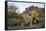 USA, Arizona. Lost Dutchman State Park, Cholla cactus and Superstition Mountains-Kevin Oke-Framed Stretched Canvas