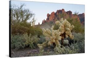 USA, Arizona. Lost Dutchman State Park, Cholla cactus and Superstition Mountains-Kevin Oke-Stretched Canvas