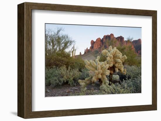 USA, Arizona. Lost Dutchman State Park, Cholla cactus and Superstition Mountains-Kevin Oke-Framed Photographic Print