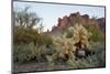 USA, Arizona. Lost Dutchman State Park, Cholla cactus and Superstition Mountains-Kevin Oke-Mounted Photographic Print