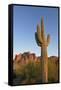 USA, Arizona. Lost Dutchman State Park, Saguaro Cactus and Superstition Mountains-Kevin Oke-Framed Stretched Canvas