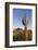 USA, Arizona. Lost Dutchman State Park, Saguaro Cactus and Superstition Mountains-Kevin Oke-Framed Photographic Print