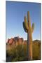 USA, Arizona. Lost Dutchman State Park, Saguaro Cactus and Superstition Mountains-Kevin Oke-Mounted Premium Photographic Print