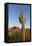 USA, Arizona. Lost Dutchman State Park, Saguaro Cactus and Superstition Mountains-Kevin Oke-Framed Stretched Canvas